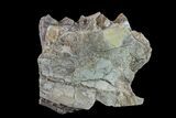Oreodont (Merycoidodon) Jaw Section - South Dakota #157358-1